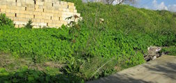 Tropaeolum majus (Garden Nasturtium) - CLICK TO ENLARGE PHOTO